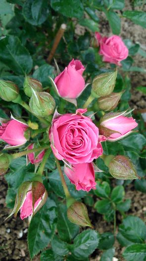 DSC_1122 - TRANDAFIRI 2015 I