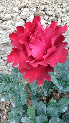 DSC_1124 - TRANDAFIRI 2015 I