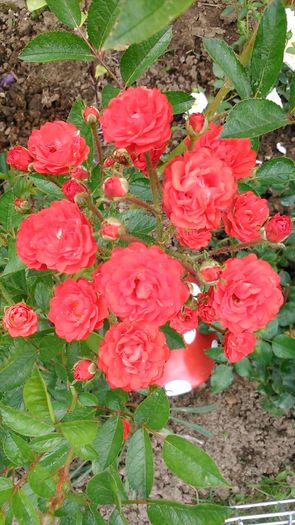 DSC_1125 - TRANDAFIRI 2015 I