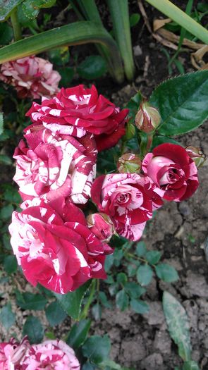 DSC_1127 - TRANDAFIRI 2015 I