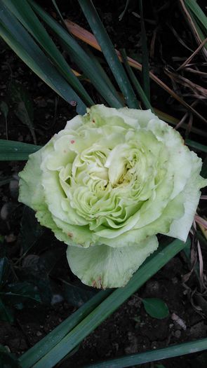 DSC_1129 - TRANDAFIRI 2015 I