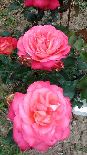 DSC_1130 - TRANDAFIRI 2015 I