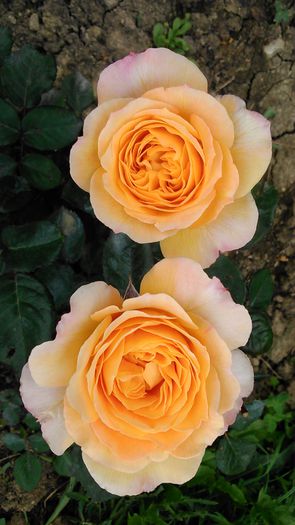 DSC_1132 - TRANDAFIRI 2015 I