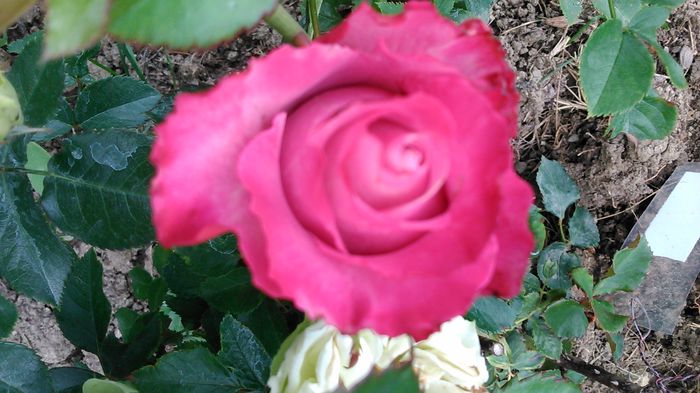 DSC_1133 - TRANDAFIRI 2015 I