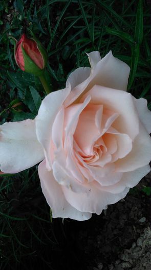 DSC_1134 - TRANDAFIRI 2015 I