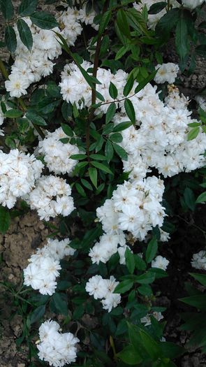 DSC_1135 - TRANDAFIRI 2015 I