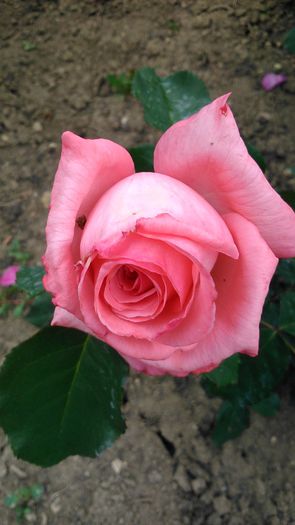 DSC_1136 - TRANDAFIRI 2015 I