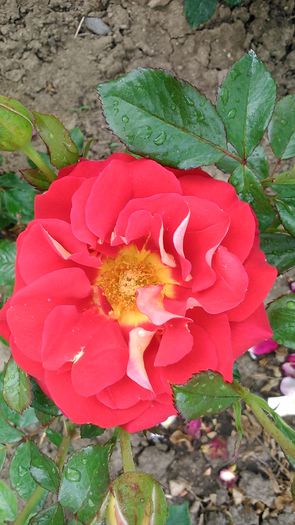 DSC_1137 - TRANDAFIRI 2015 I