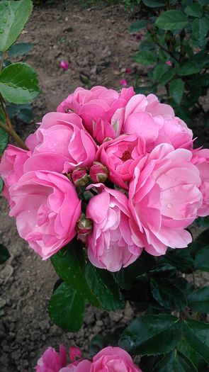 DSC_1139 - TRANDAFIRI 2015 I