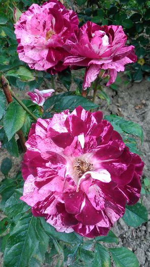 DSC_1142 - TRANDAFIRI 2015 I