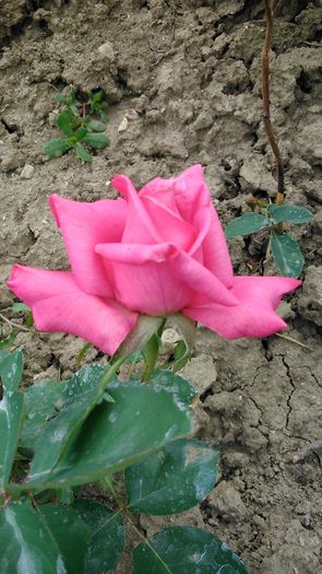 DSC_1145 - TRANDAFIRI 2015 I