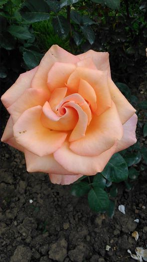 DSC_1147 - TRANDAFIRI 2015 I