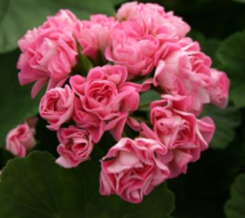 australian-pink-rambler - Muscata Australian Pink Rambler 2017