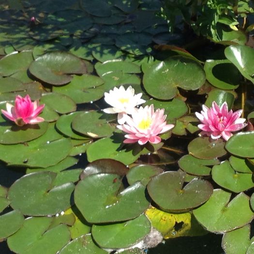 image - Iazul Cu Pesti