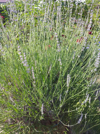 Lavanda - Bujori si hortensia 2015