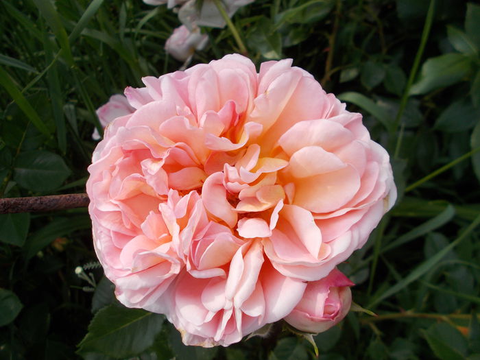 DSCN4172 - Abraham Darby