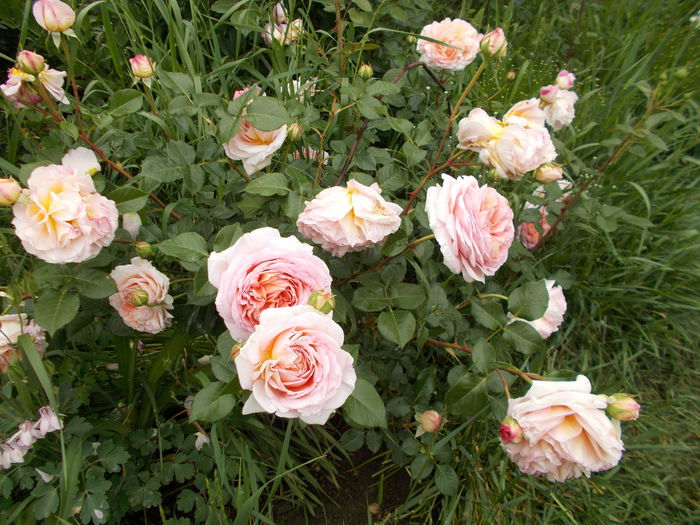 DSCN4268 - Abraham Darby