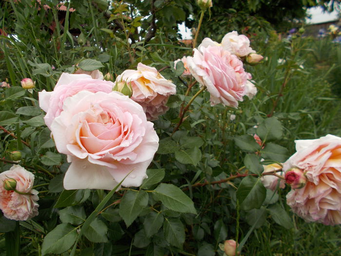 DSCN4269 - Abraham Darby