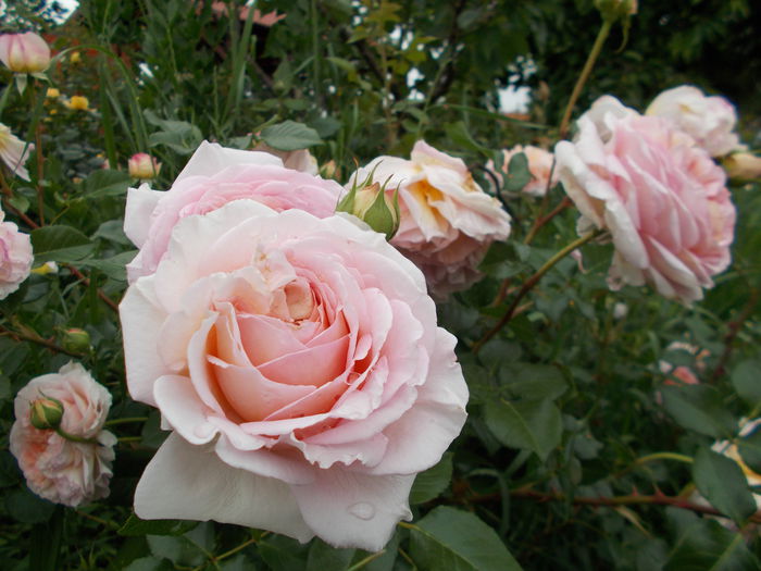 DSCN4270 - Abraham Darby