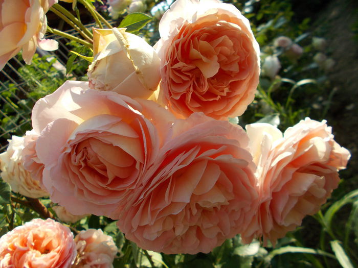 DSCN5094 - Abraham Darby