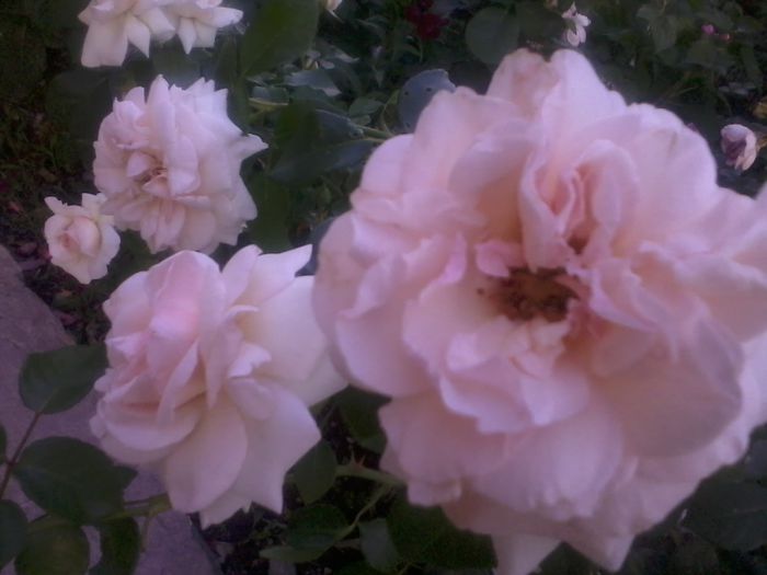 Florov 31