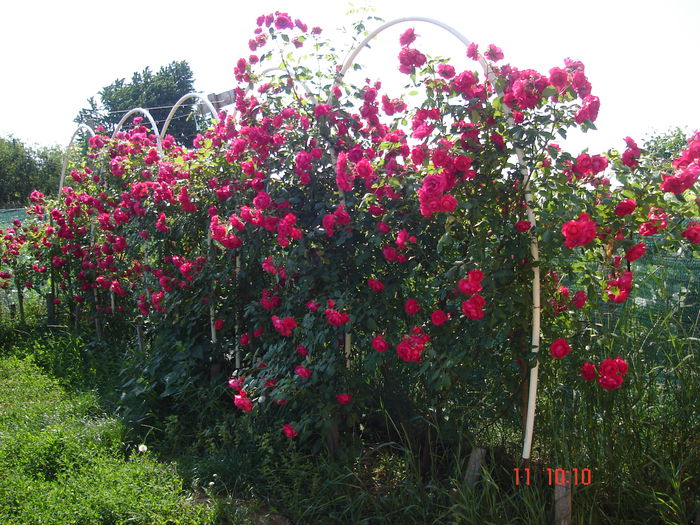 5iunie2015 018 - Butasire trandafiri urcatori