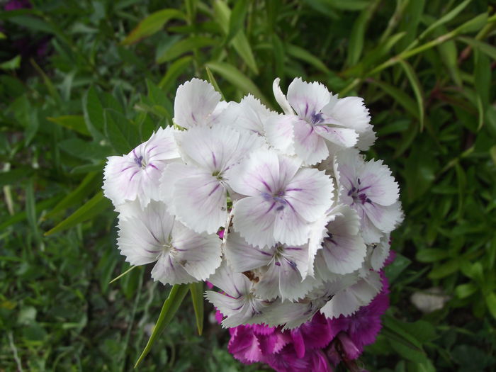 garofite turcesti alb - flori in gradina