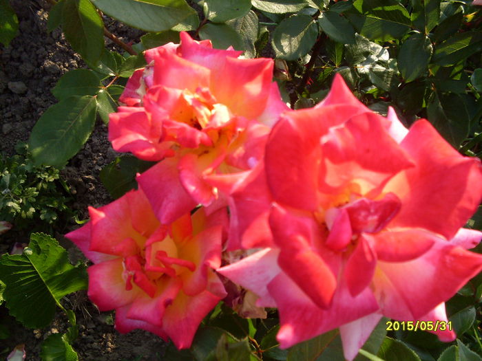 SDC16157