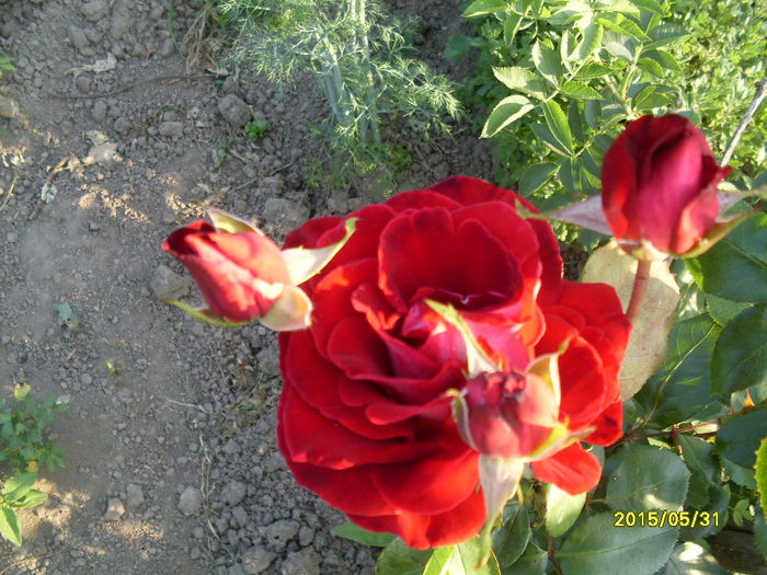 SDC16159