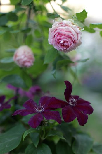 IMG_1594 - 2016 Gradina rozelor