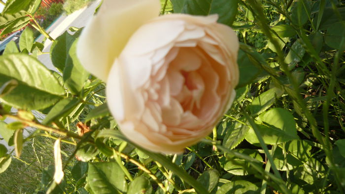 charles darwin - 2015 trandafiri