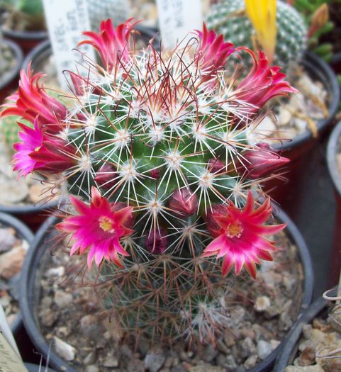 Mammillaria krasuckae. - Cactusi