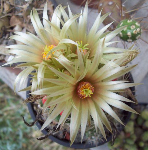 Escobaria missouriensis - Cactusi