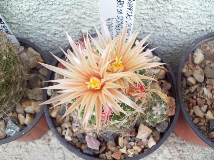 Escobaria missouriensis v. caespitosa - Cactusi