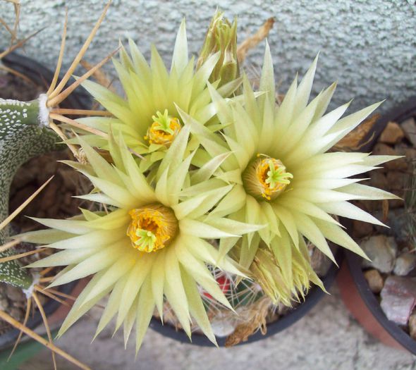 Escobaria missouriensis - Cactusi