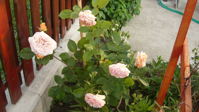florov 30
