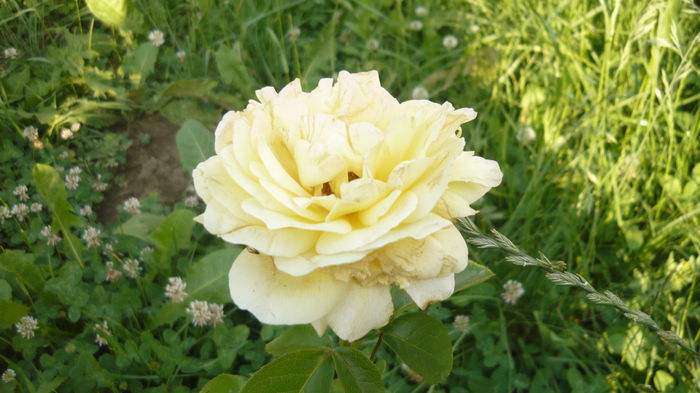 131 - 2015 trandafiri