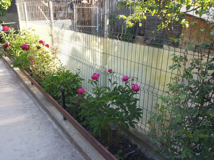 20150529_184758 - bujori  2015