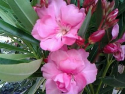 roz triplu(f.parfumat)