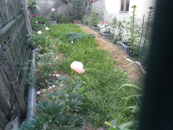 20150608_210019 - bujori  2015