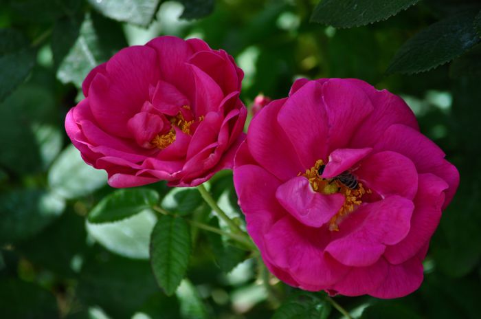 06.2015 - Rosa Gallica