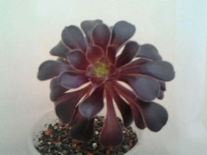 Fotografie5372 - alte flori 2