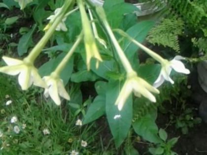 Fotografie5357 - alte flori 2