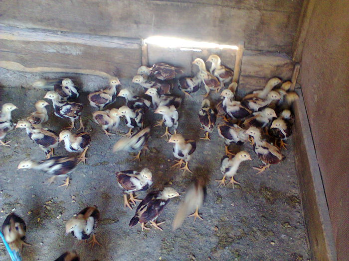 generatia 2015 , 45 de bucati .