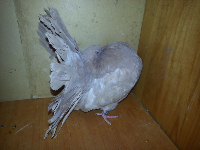 20150305_144601 - Porumbei in Lume