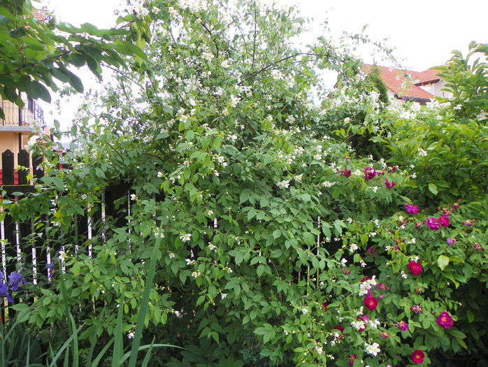 philadelphus inodorus - Copacei si arbusti 2015