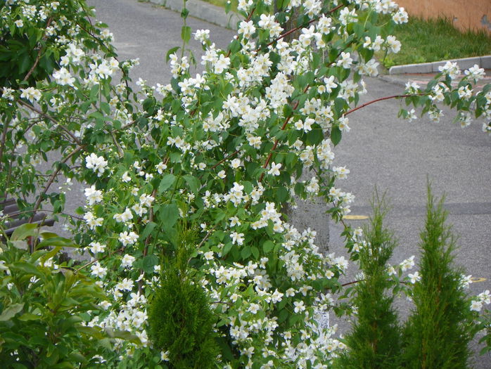 philadelphus inodorus - Copacei si arbusti 2015