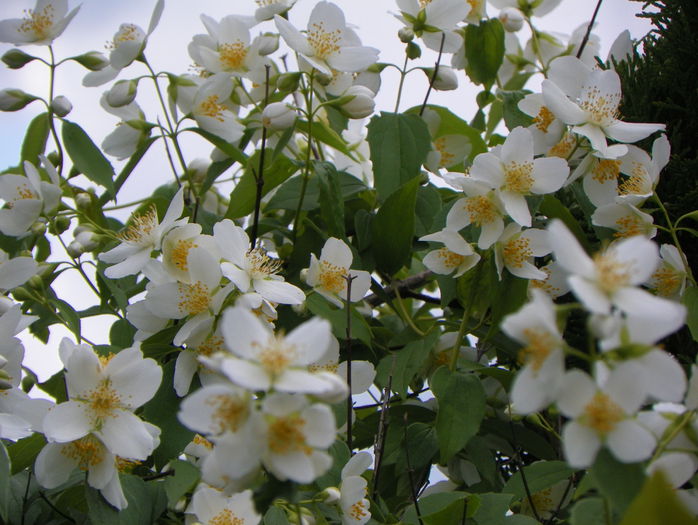 philadelphus inodorus