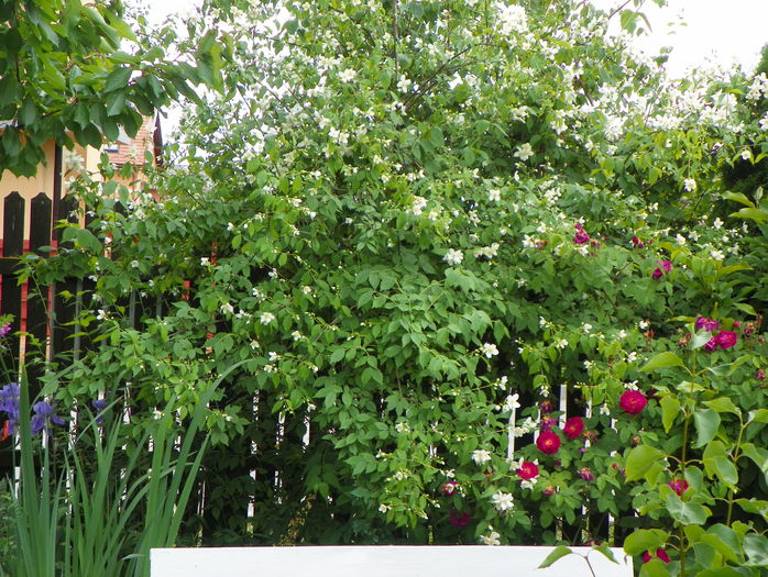 philadelphus inodorus - Copacei si arbusti 2015