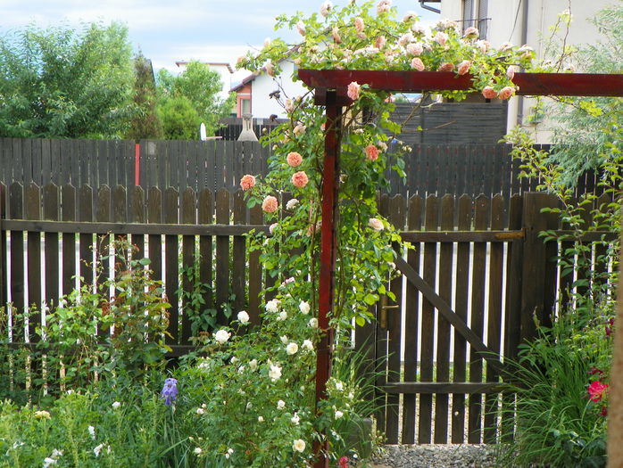 10 iun 126 - Gradina 2015